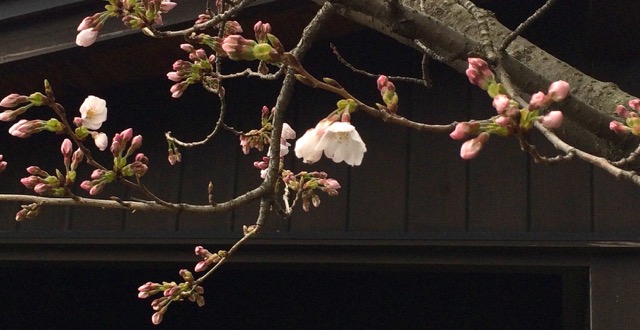 桜が咲き始めた